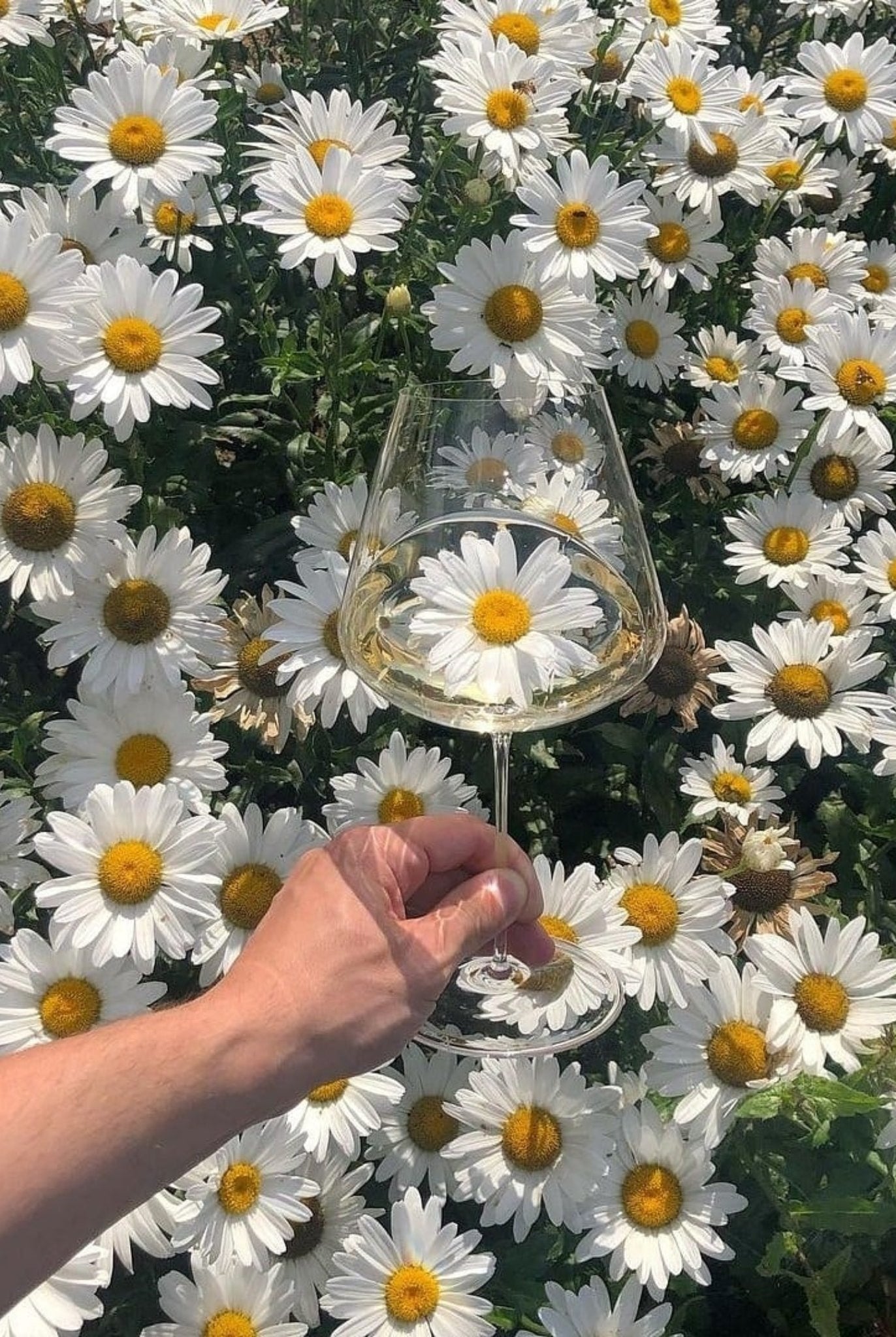 Weißweinglas mit Weißwein mit Sonnenblumen im Hintergrund
