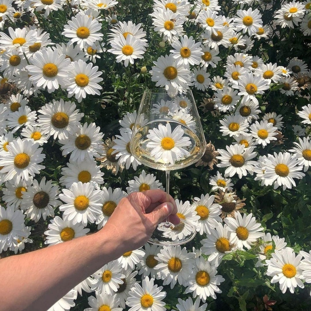 Weißweinglas mit Weißwein mit Sonnenblumen im Hintergrund